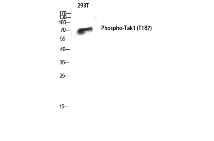 Western Blot - Anti-MAP3K7 (phospho Thr187) Antibody (A8132) - Antibodies.com