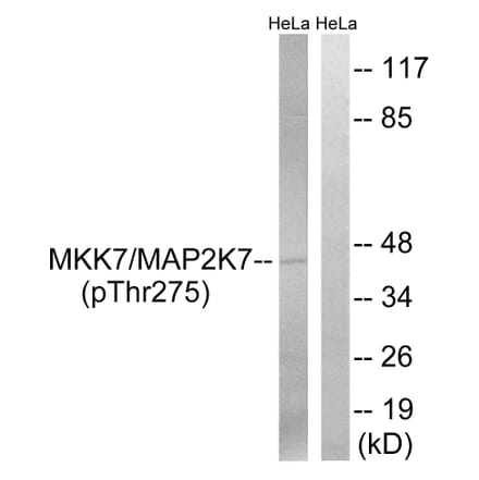 Western Blot - Anti-MAP2K7 (phospho Thr275) Antibody (A8141) - Antibodies.com