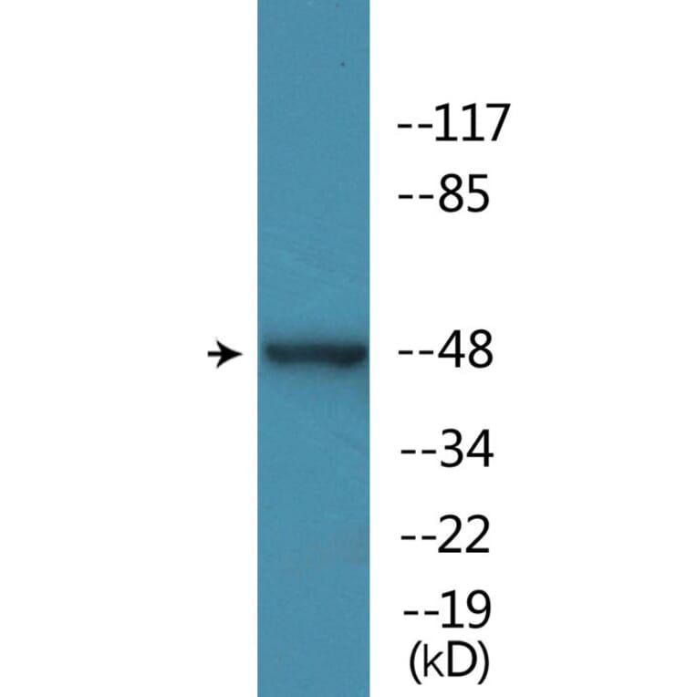 Western Blot - Anti-MAP2K7 (phospho Thr275) Antibody (P12-1140) - Antibodies.com