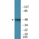 Western Blot - Anti-MAP2K7 (phospho Thr275) Antibody (P12-1140) - Antibodies.com