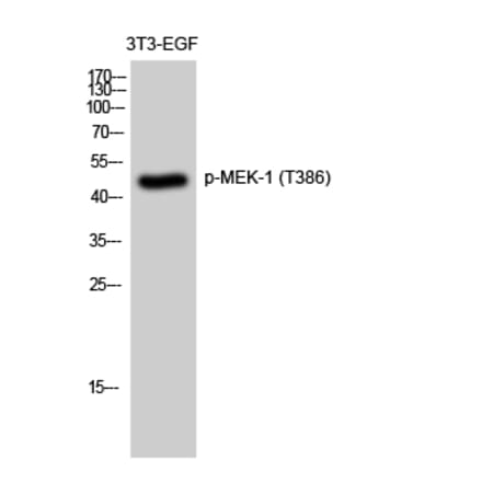 Western Blot - Anti-MAP2K1 (phospho Thr386) Antibody (A8135) - Antibodies.com