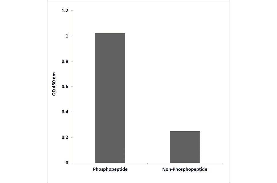 ELISA - Anti-MAP2K1 (phospho Thr386) Antibody (P12-1138) - Antibodies.com