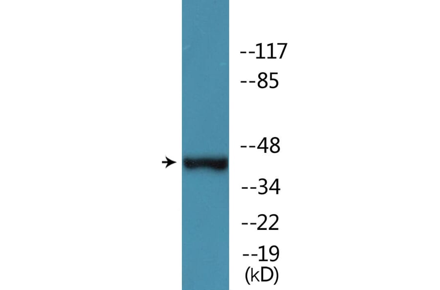 Western Blot - Anti-MAP2K1 (phospho Thr386) Antibody (P12-1138) - Antibodies.com