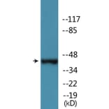 Western Blot - Anti-MAP2K1 (phospho Thr386) Antibody (P12-1138) - Antibodies.com