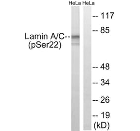 Western Blot - Anti-Lamin A (phospho Ser22) Antibody (A8464) - Antibodies.com