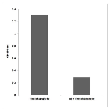 ELISA - Anti-Lamin A (phospho Ser22) Antibody (P12-1133) - Antibodies.com