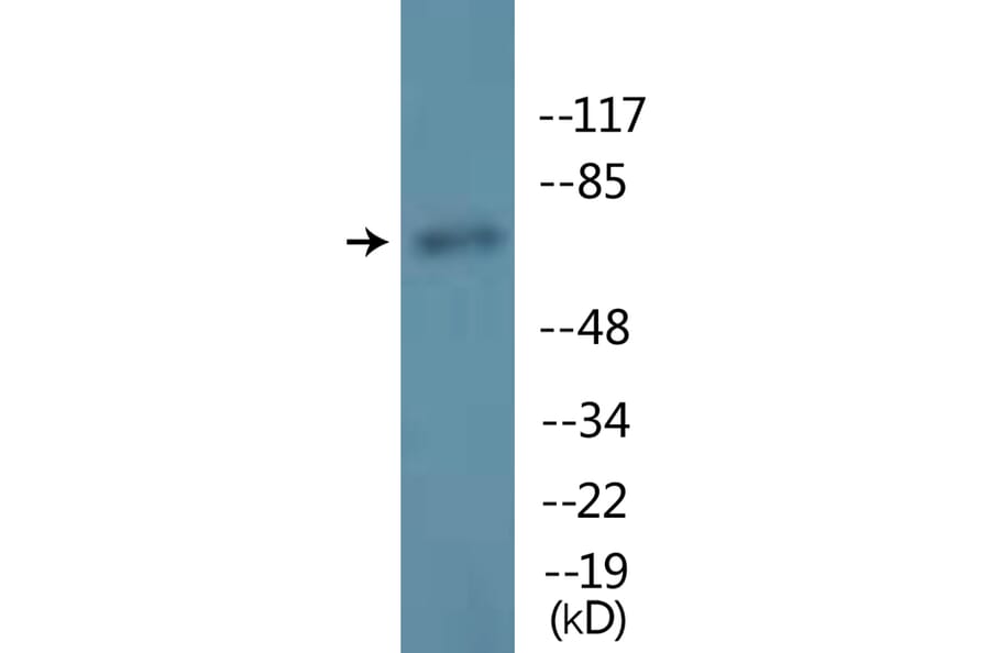 Western Blot - Anti-Lamin A (phospho Ser22) Antibody (P12-1133) - Antibodies.com