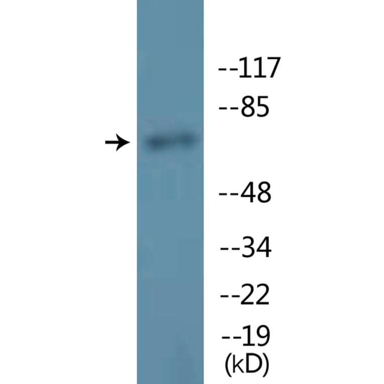 Western Blot - Anti-Lamin A (phospho Ser22) Antibody (P12-1133) - Antibodies.com