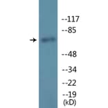 Western Blot - Anti-Lamin A (phospho Ser22) Antibody (P12-1133) - Antibodies.com