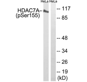 Western Blot - Anti-HDAC7A (phospho Ser155) Antibody (A8511) - Antibodies.com