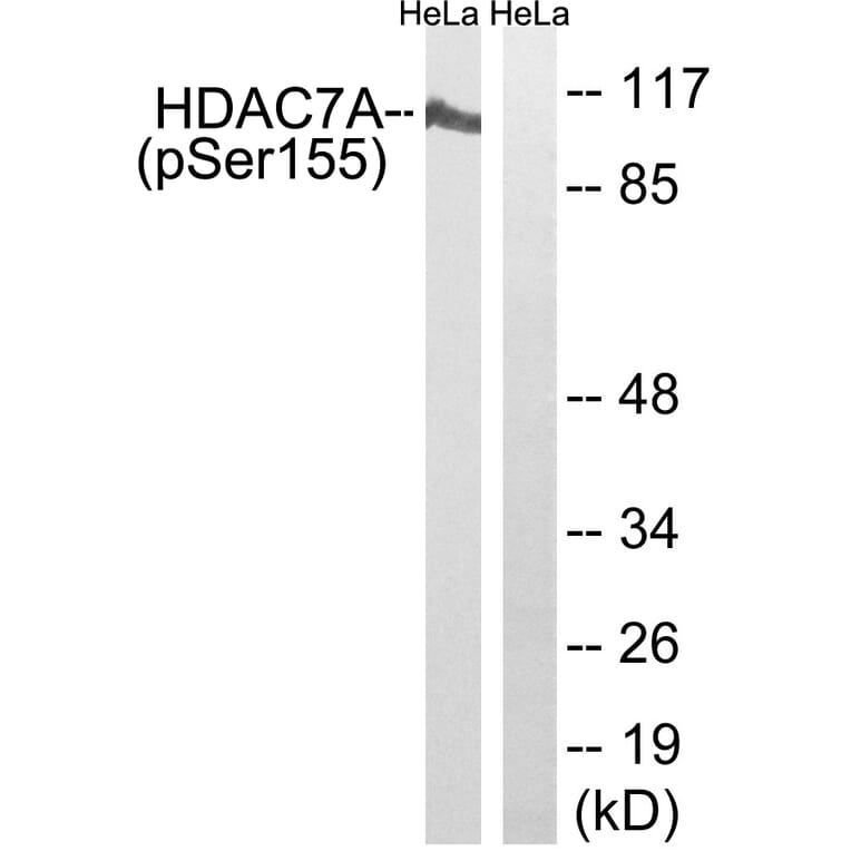 Western Blot - Anti-HDAC7A (phospho Ser155) Antibody (A8511) - Antibodies.com