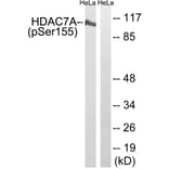 Western Blot - Anti-HDAC7A (phospho Ser155) Antibody (A8511) - Antibodies.com