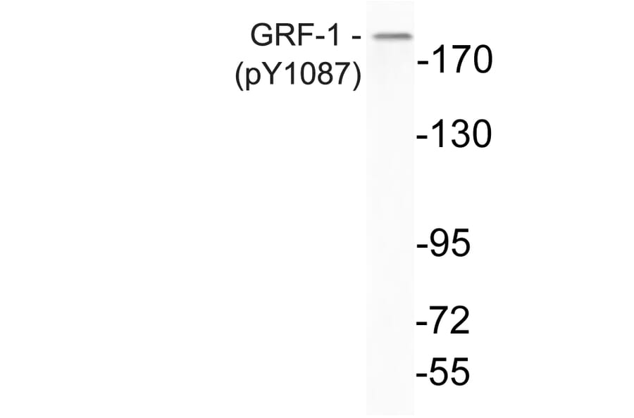 Western Blot - Anti-GRF-1 (phospho Tyr1087) Antibody (P12-1025) - Antibodies.com