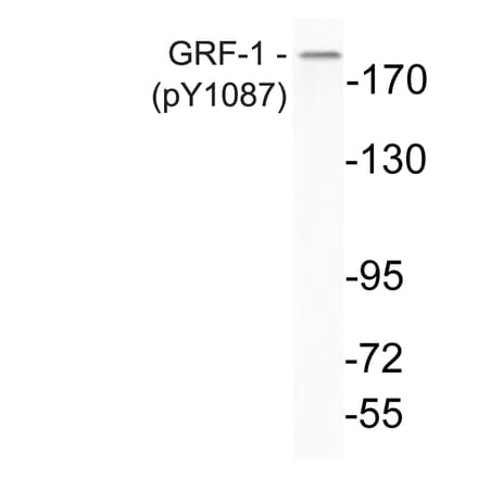 Western Blot - Anti-GRF-1 (phospho Tyr1087) Antibody (P12-1025) - Antibodies.com