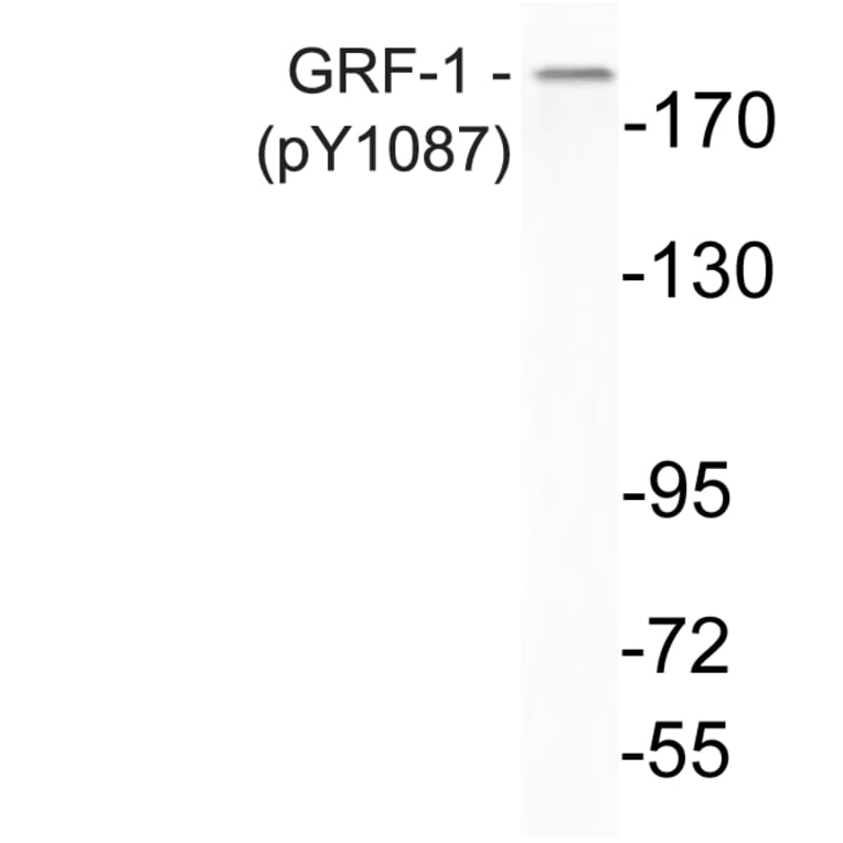 Western Blot - Anti-GRF-1 (phospho Tyr1087) Antibody (P12-1025) - Antibodies.com