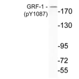 Western Blot - Anti-GRF-1 (phospho Tyr1087) Antibody (P12-1025) - Antibodies.com