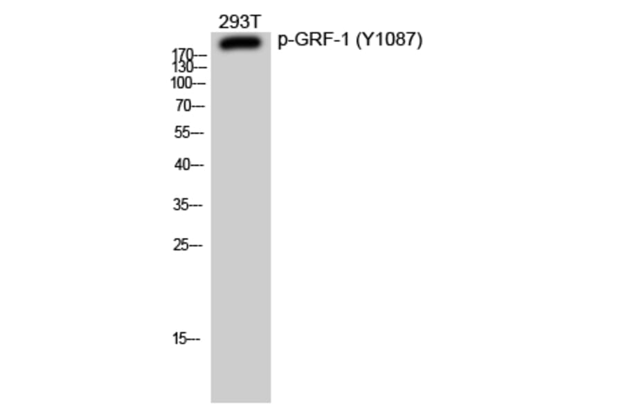 Western Blot - Anti-GRF-1 (phospho Tyr1087) Antibody (P12-1025) - Antibodies.com