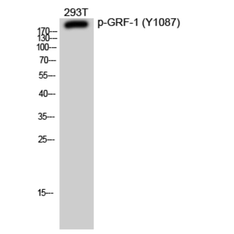 Western Blot - Anti-GRF-1 (phospho Tyr1087) Antibody (P12-1025) - Antibodies.com