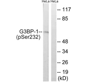 Western Blot - Anti-G3BP-1 (phospho Ser232) Antibody (A7089) - Antibodies.com