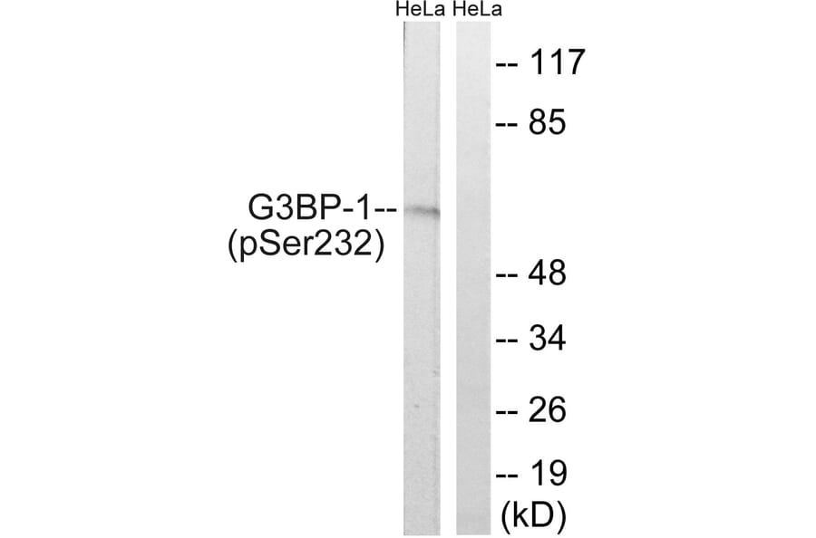 Western Blot - Anti-G3BP-1 (phospho Ser232) Antibody (A7089) - Antibodies.com