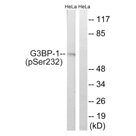 Western Blot - Anti-G3BP-1 (phospho Ser232) Antibody (A7089) - Antibodies.com