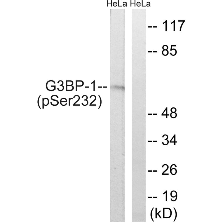 Western Blot - Anti-G3BP-1 (phospho Ser232) Antibody (A7089) - Antibodies.com
