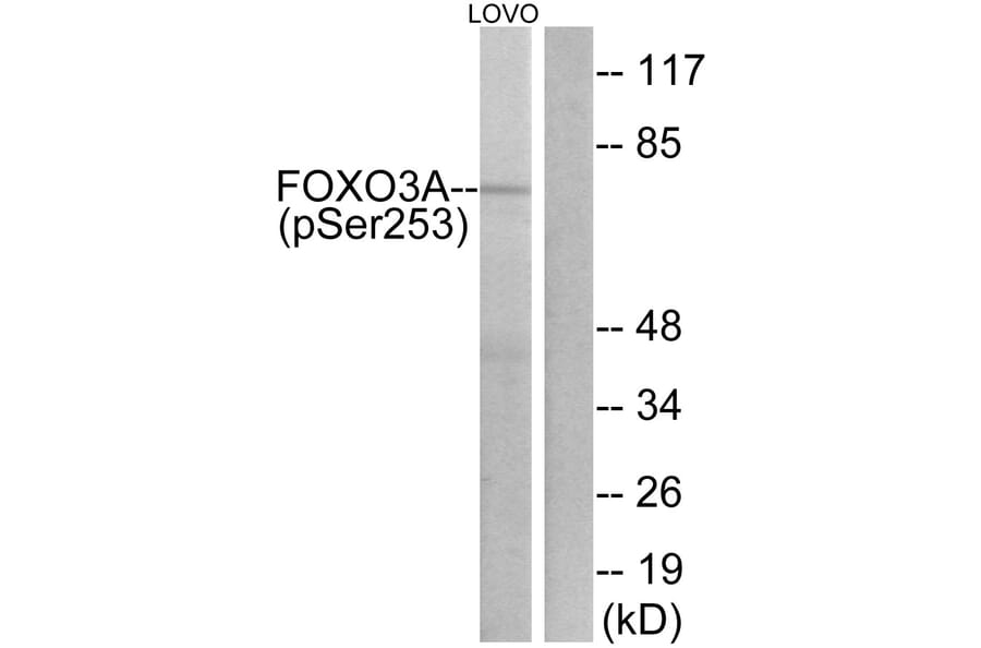Western Blot - Anti-FKHRL1 (phospho Ser253) Antibody (A7087) - Antibodies.com