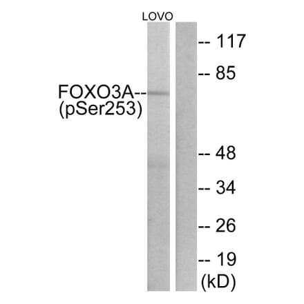 Western Blot - Anti-FKHRL1 (phospho Ser253) Antibody (A7087) - Antibodies.com