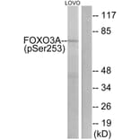 Western Blot - Anti-FKHRL1 (phospho Ser253) Antibody (A7087) - Antibodies.com