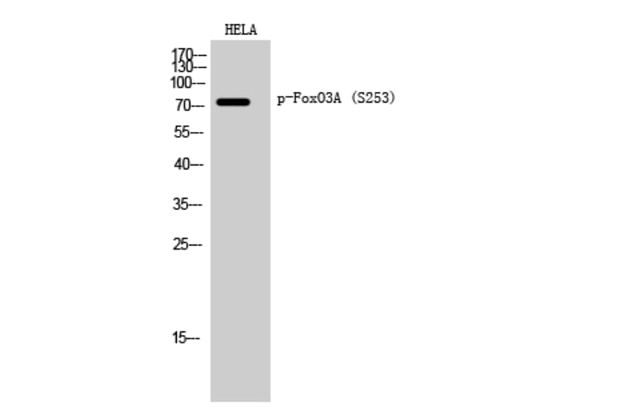 Western Blot - Anti-FKHRL1 (phospho Ser253) Antibody (A7087) - Antibodies.com