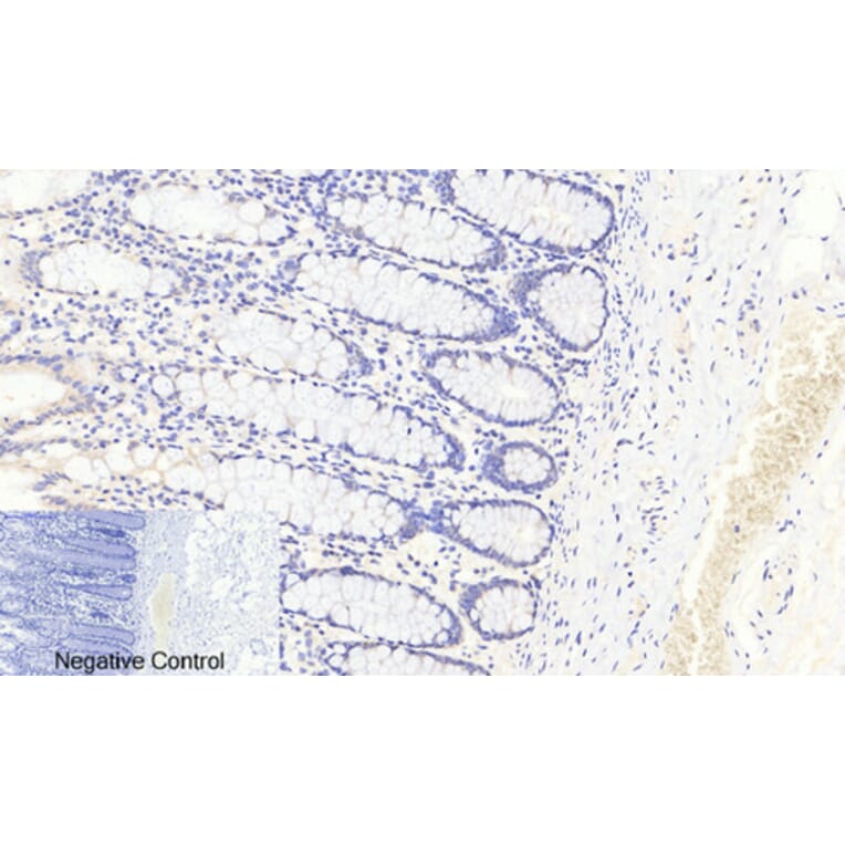Immunohistochemistry - Anti-FKHRL1 (phospho Ser253) Antibody (A7087) - Antibodies.com