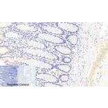 Immunohistochemistry - Anti-FKHRL1 (phospho Ser253) Antibody (A7087) - Antibodies.com