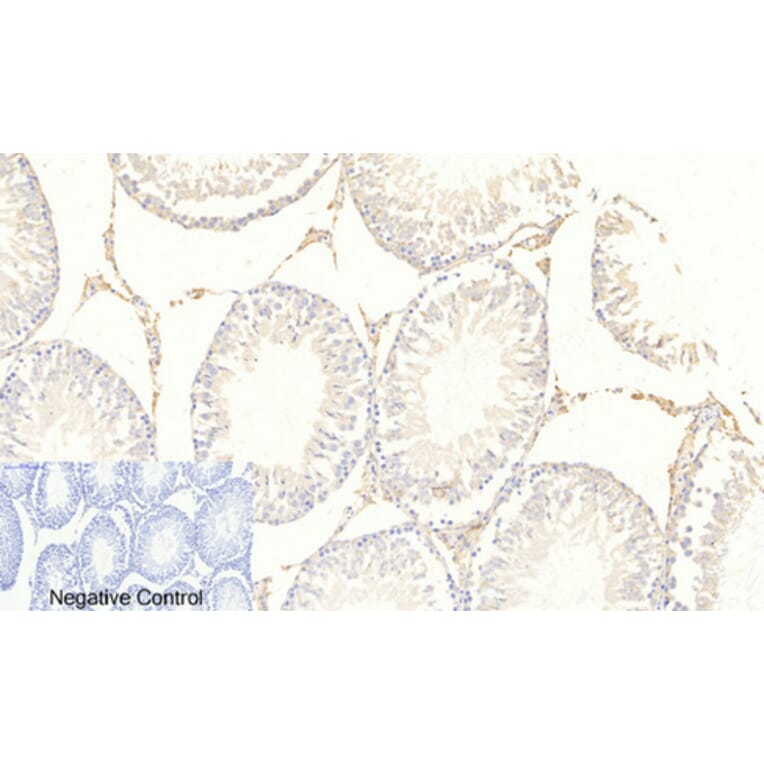 Immunohistochemistry - Anti-FKHRL1 (phospho Ser253) Antibody (A7087) - Antibodies.com