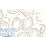 Immunohistochemistry - Anti-FKHRL1 (phospho Ser253) Antibody (A7087) - Antibodies.com