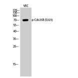 Western Blot - Anti-CDC25B (phospho Ser323) Antibody (A0063) - Antibodies.com