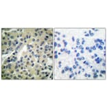 Immunohistochemistry - Anti-CDC25B (phospho Ser323) Antibody (A0063) - Antibodies.com