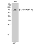 Western Blot - Anti-CDC25A (phospho Ser124) Antibody (A0854) - Antibodies.com