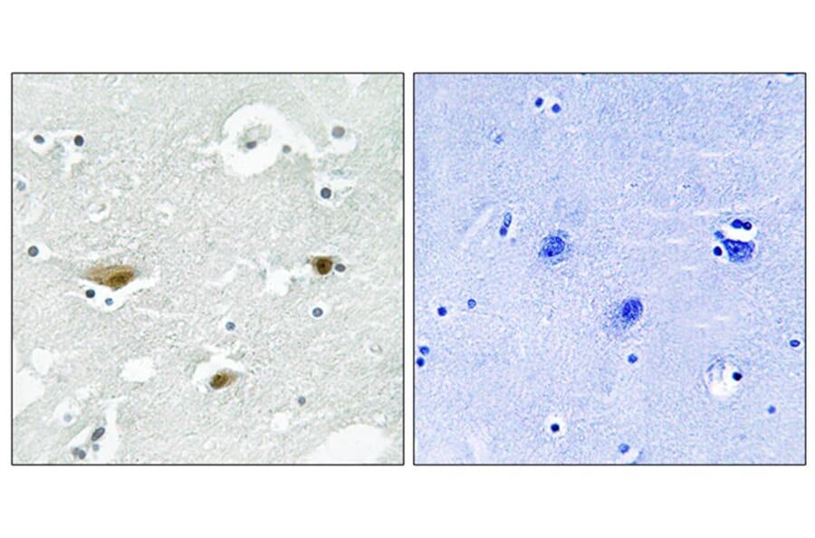 Immunohistochemistry - Anti-STK39 (phospho Ser325) Antibody (A8187) - Antibodies.com