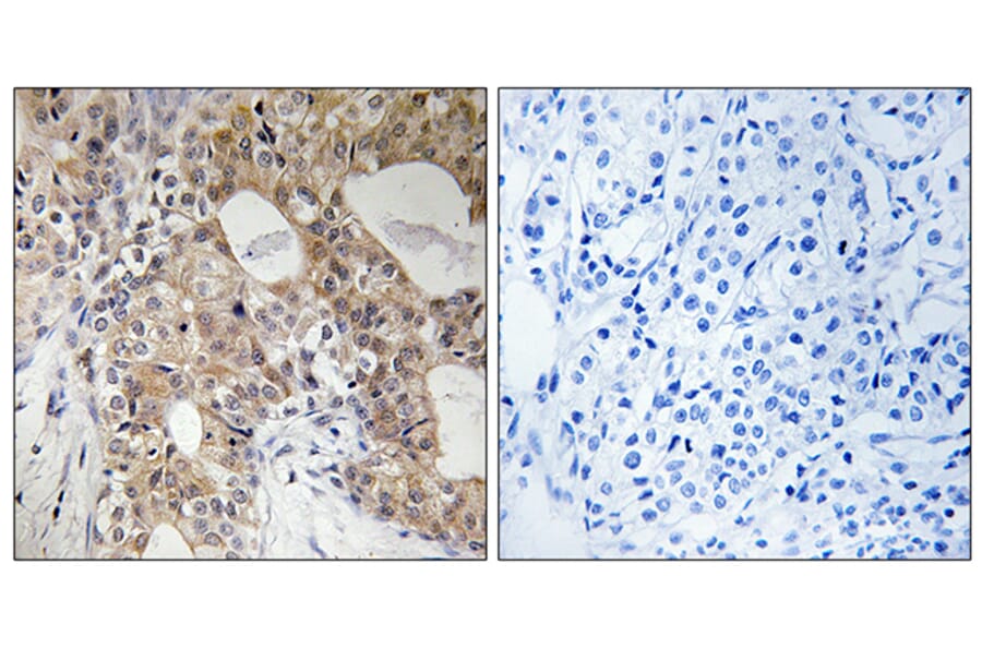 Immunohistochemistry - Anti-SPHK2 (phospho Thr614) Antibody (A8423) - Antibodies.com