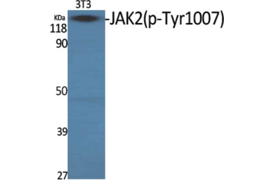 Western Blot - Anti-JAK2 (phospho Tyr1007) Antibody (A7126) - Antibodies.com