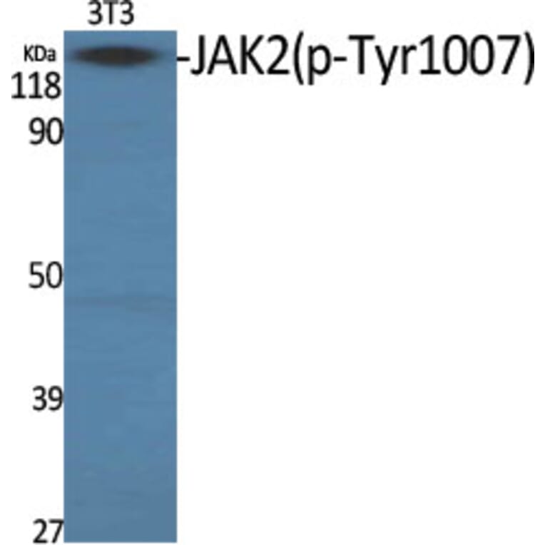 Western Blot - Anti-JAK2 (phospho Tyr1007) Antibody (A7126) - Antibodies.com