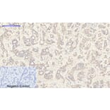 Immunohistochemistry - Anti-JAK2 (phospho Tyr1007) Antibody (A7126) - Antibodies.com