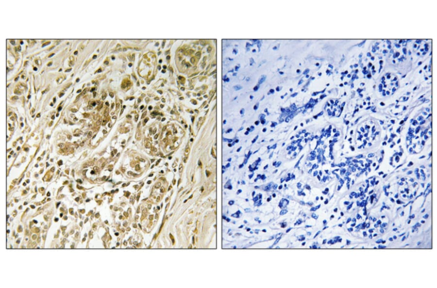 Immunohistochemistry - Anti-IRS-1 (phospho Ser639) Antibody (A7123) - Antibodies.com