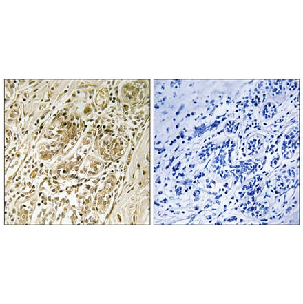 Immunohistochemistry - Anti-IRS-1 (phospho Ser639) Antibody (A7123) - Antibodies.com