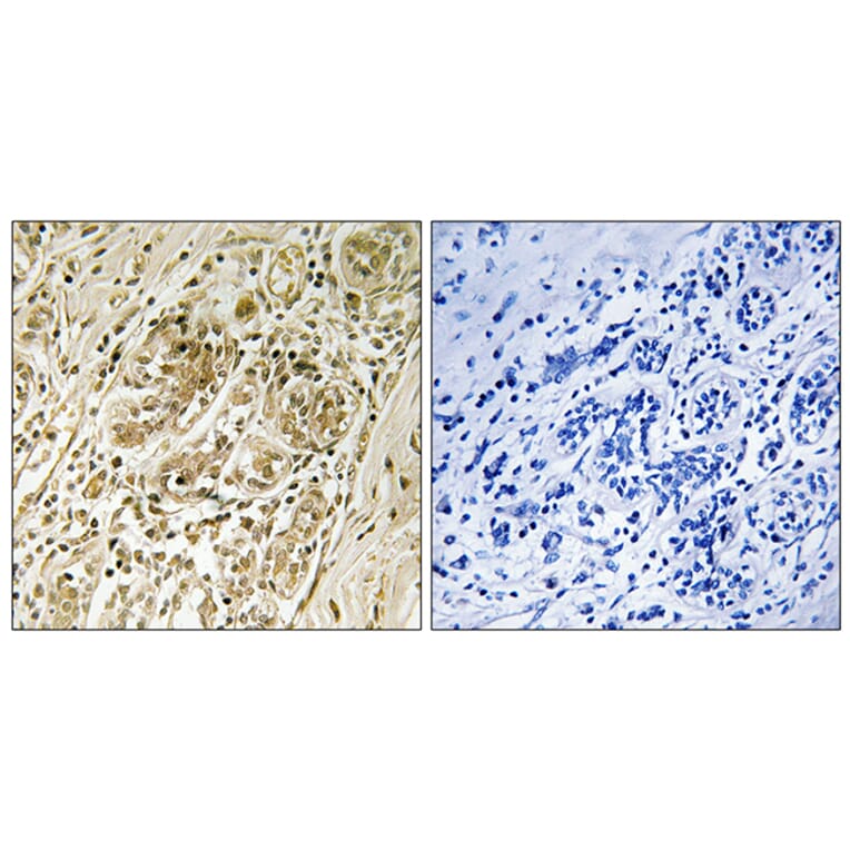 Immunohistochemistry - Anti-IRS-1 (phospho Ser639) Antibody (A7123) - Antibodies.com