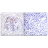 Immunohistochemistry - Anti-IREB1 (phospho Ser138) Antibody (A1076) - Antibodies.com