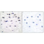 Immunohistochemistry - Anti-GluR1 (phospho Ser849) Antibody (A7094) - Antibodies.com