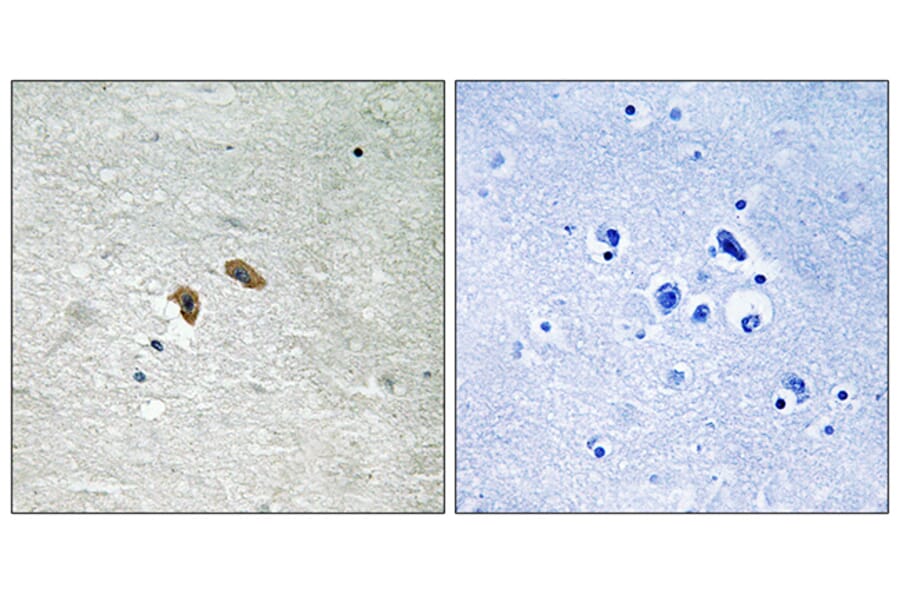 Immunohistochemistry - Anti-C-RAF (phospho Thr269) Antibody (A8177) - Antibodies.com