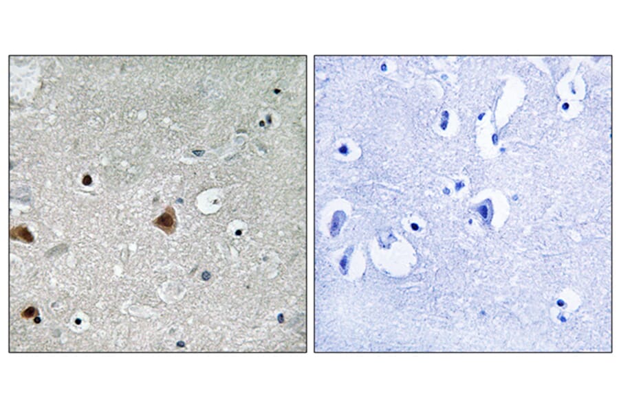 Immunohistochemistry - Anti-COPS1 (phospho Ser454) Antibody (A8322) - Antibodies.com
