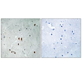 Immunohistochemistry - Anti-CNOT2 (phospho Ser101) Antibody (A8387) - Antibodies.com